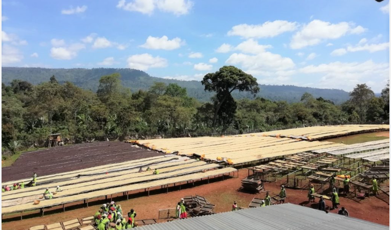 Ethiopia Worka Sakaro