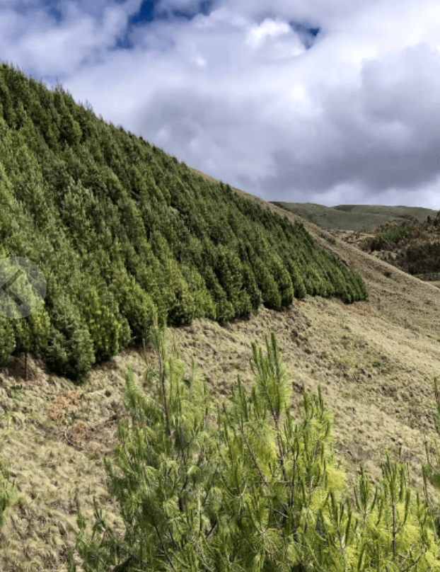 Peru Selva Norte